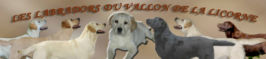 Labradors Vallon de la Licorne